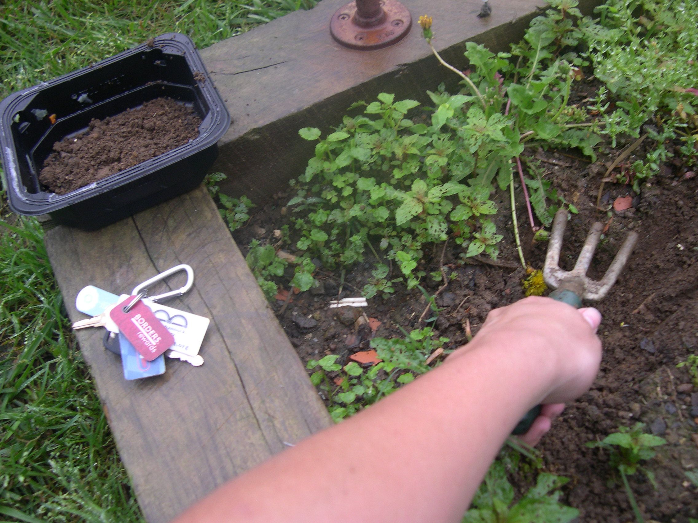 Yakisoba Plant Bed