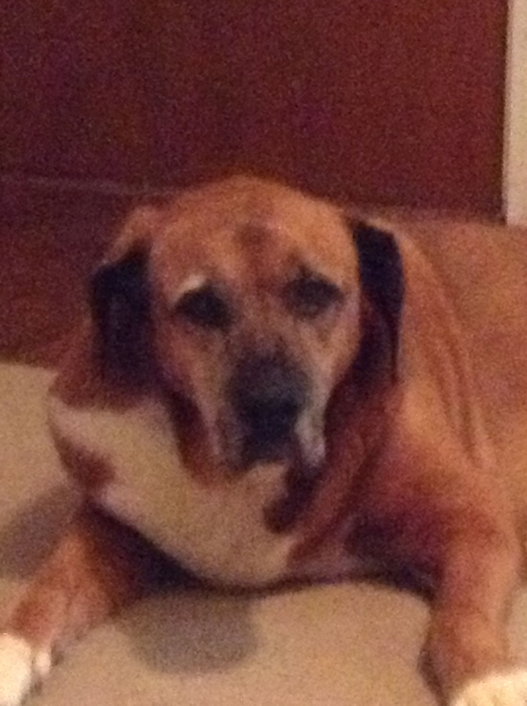 How To Draw An Old Dog