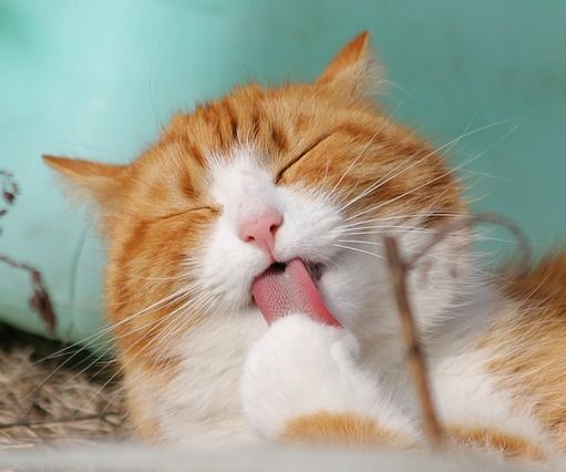 Survival: How to Keep Your House Clean After the Cat Moves In