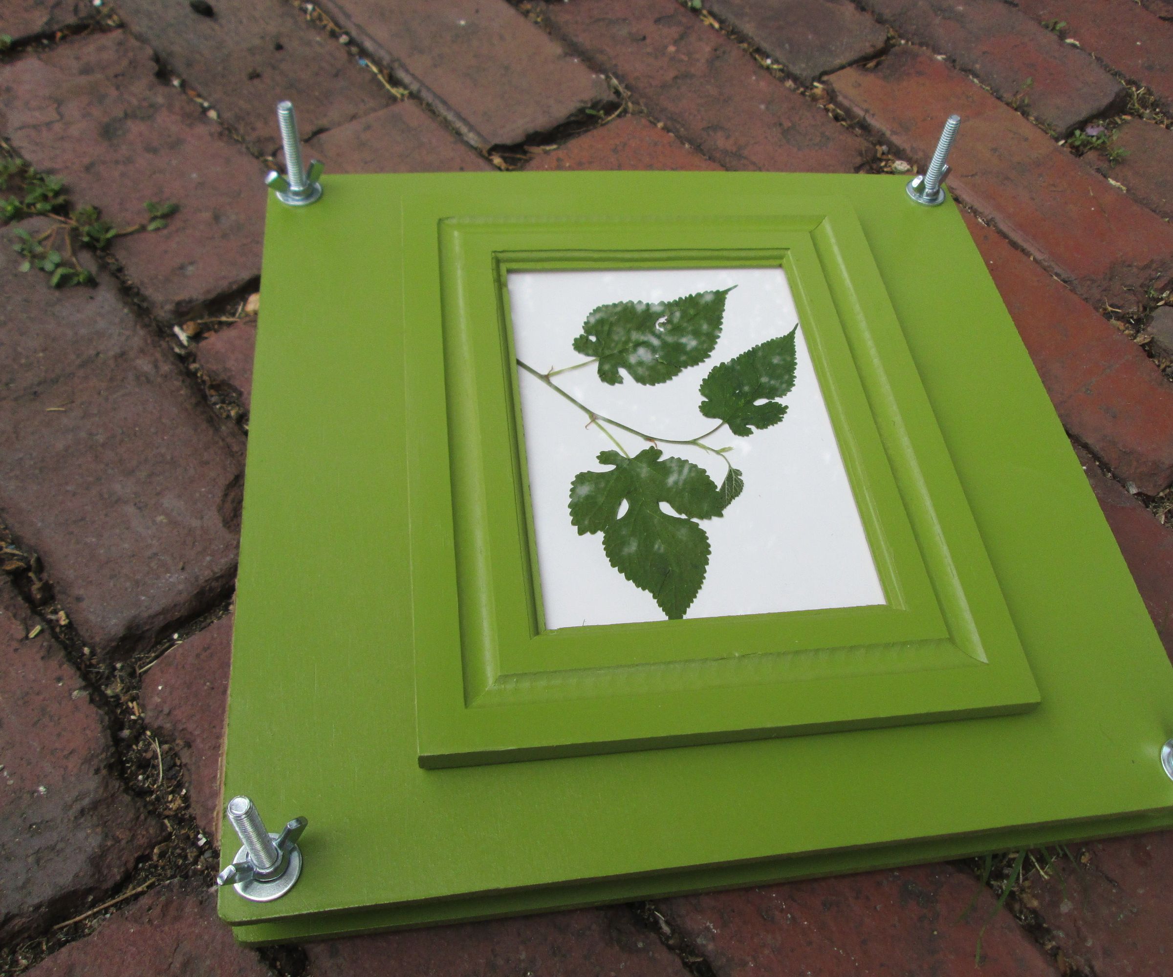 Make a Classroom Set of Plant Presses