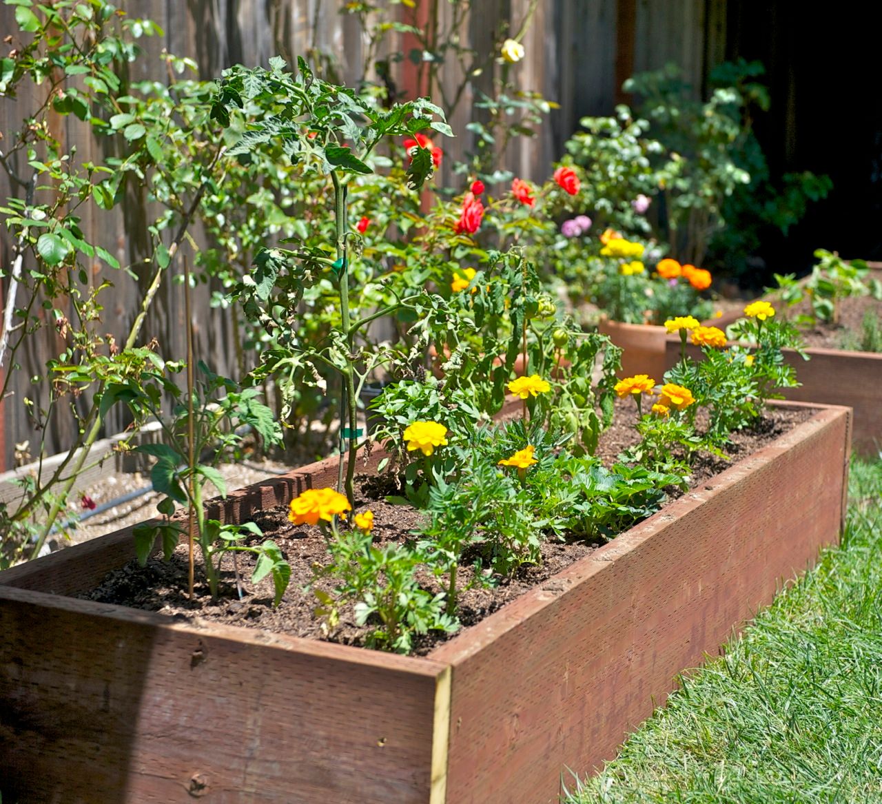 Grow Vegetables in Your Backyard