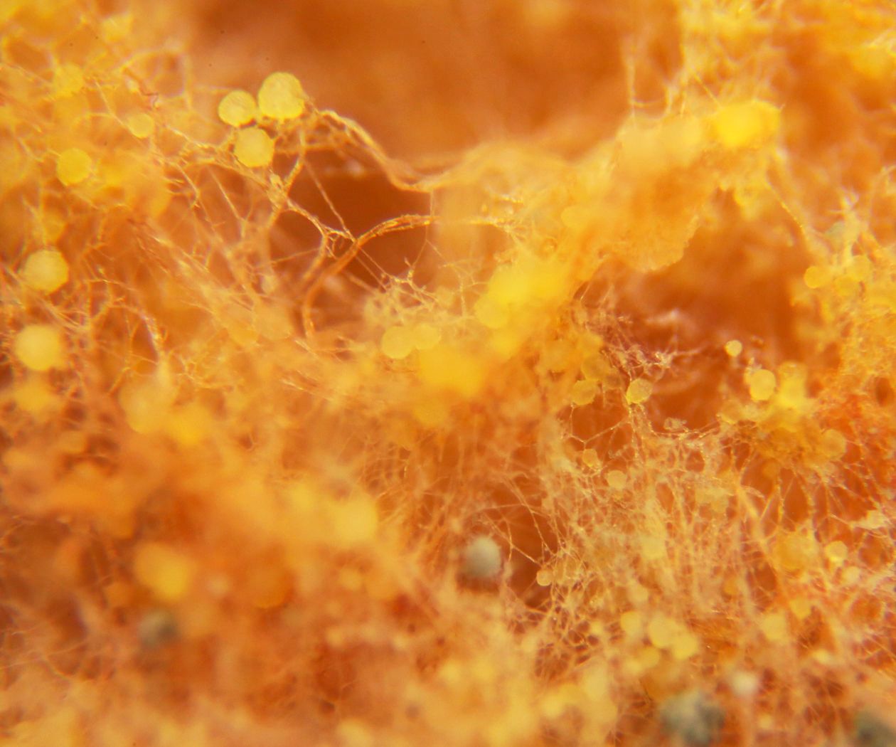 DSLR Microphotography