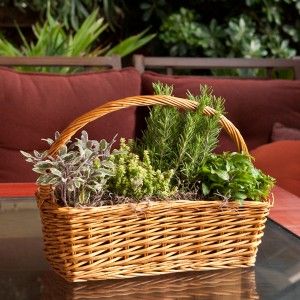 Order Plants Online As Simple But Meaningful Gift to Your Friends
