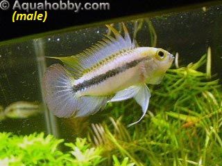 Apistogramma Trifasciata Three-Stripe Apisto