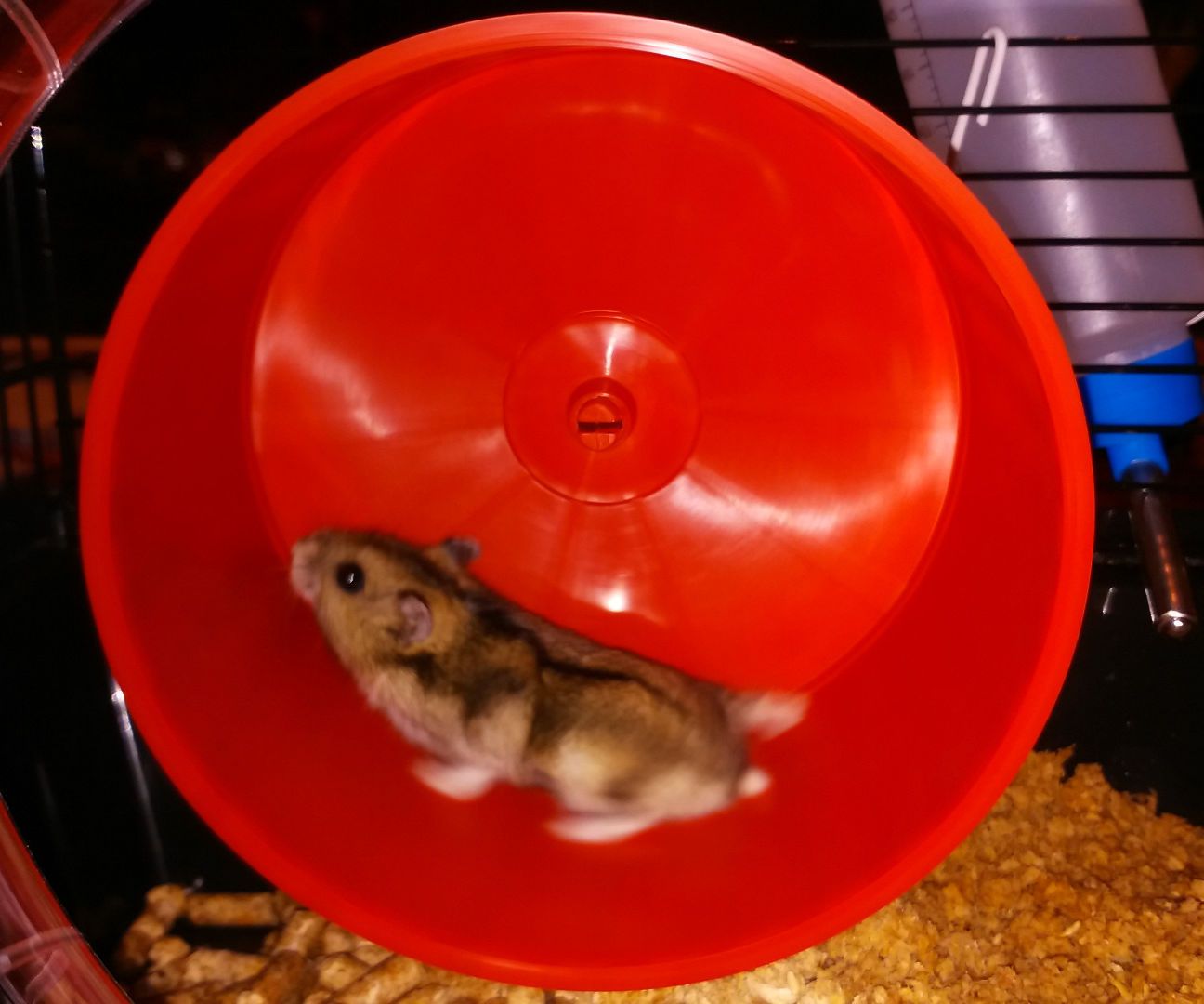 RunningHam Palace - Online Hamsters