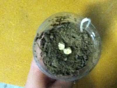 Plant Some Things in the Stuff