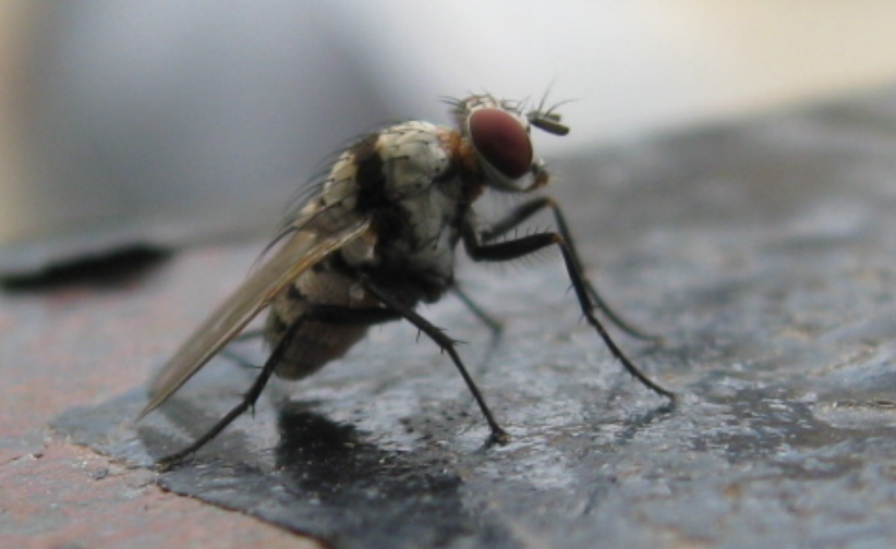 The Housefly -  Macro Approach Without Fancy Camera