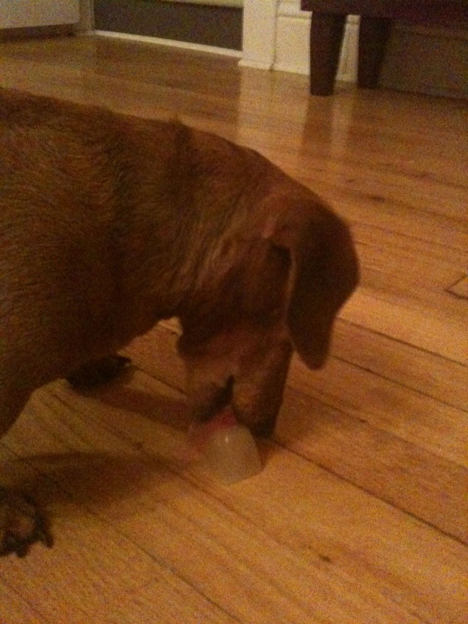 Easy Treats for a Chubby Puppy!