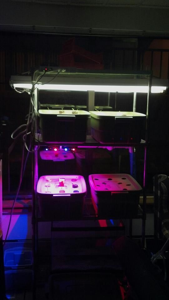 Mike's Third Aquaponics System (Gamma Tower)