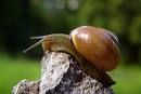 How to Care for Your Pet Garden Snails!(garden Snails Only)