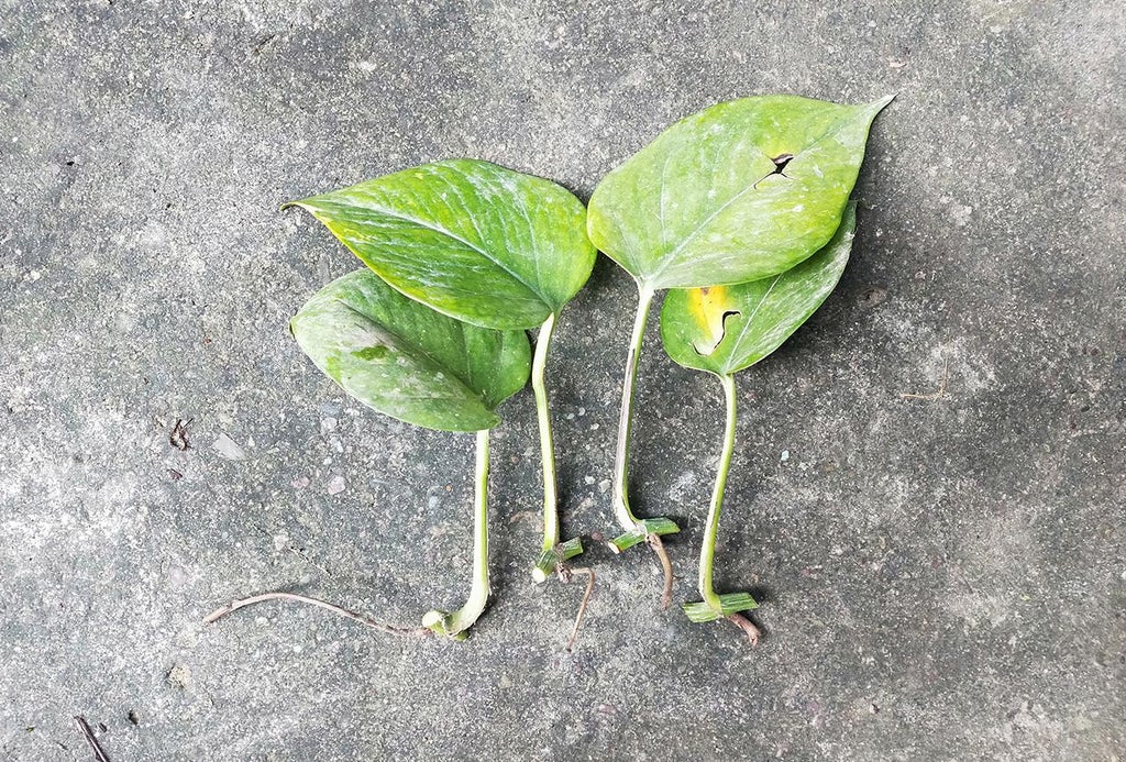 How to Cut Money Plant And Grow in Water