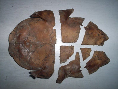 Turtley Awesome Dig-Site Discovery