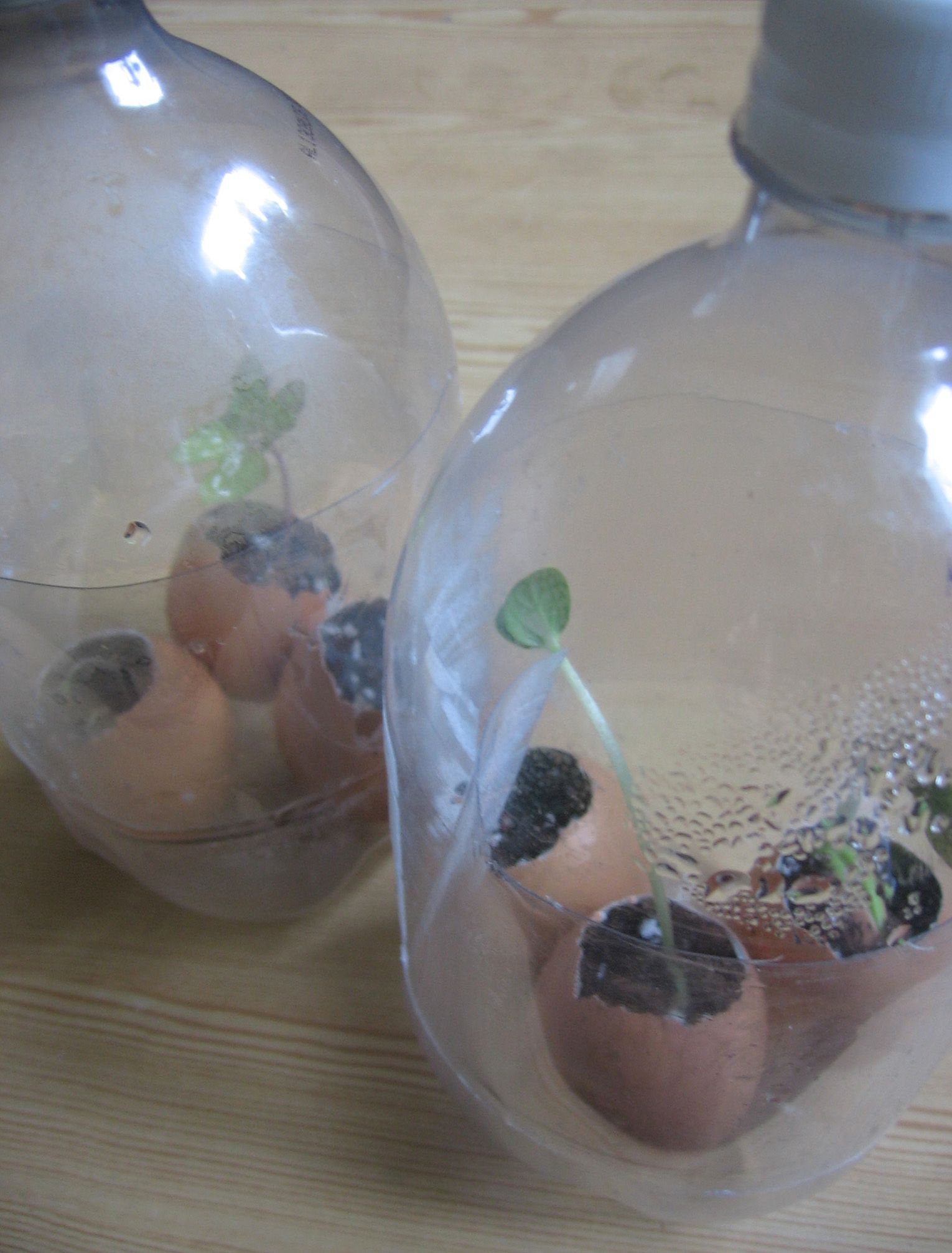 Pop Bottle Greenhouse