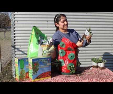 How to Use a Topsy Turvy Strawberry