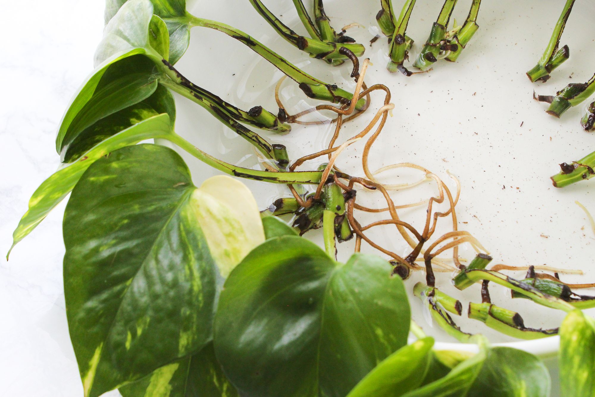 How to Propagate a Pothos Plant : 6 Steps (with Pictures) - Instructables
