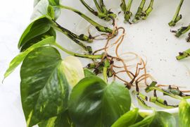 How to Propagate a Pothos Plant : 6 Steps (with Pictures) - Instructables