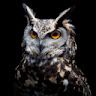 Instructables profile picture for @nc