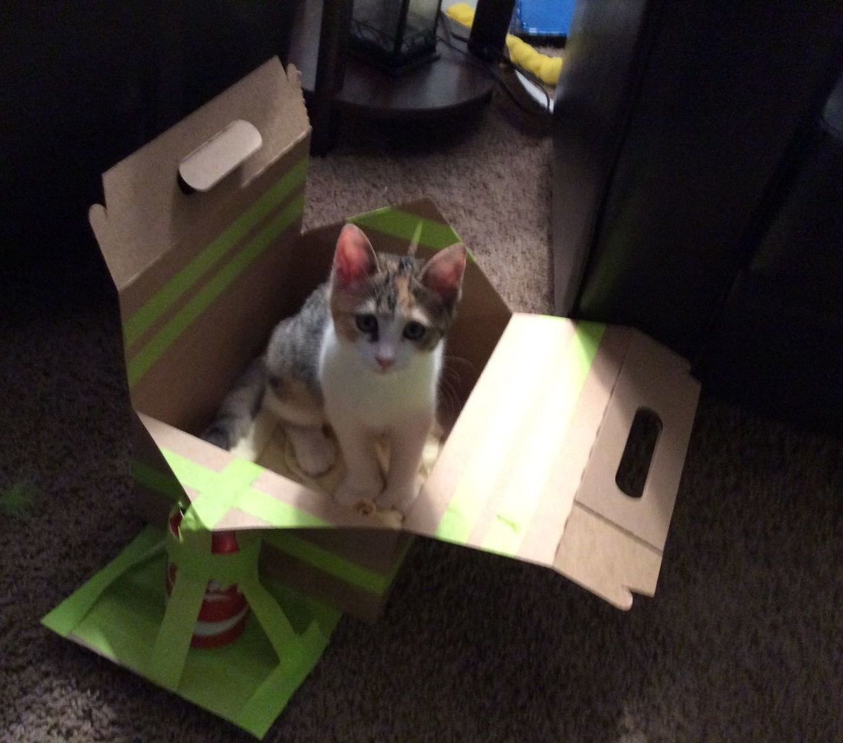 Cat Bed (from Scratch)