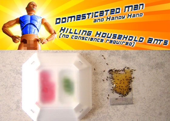 Kill Household Ants - Super Cheaply