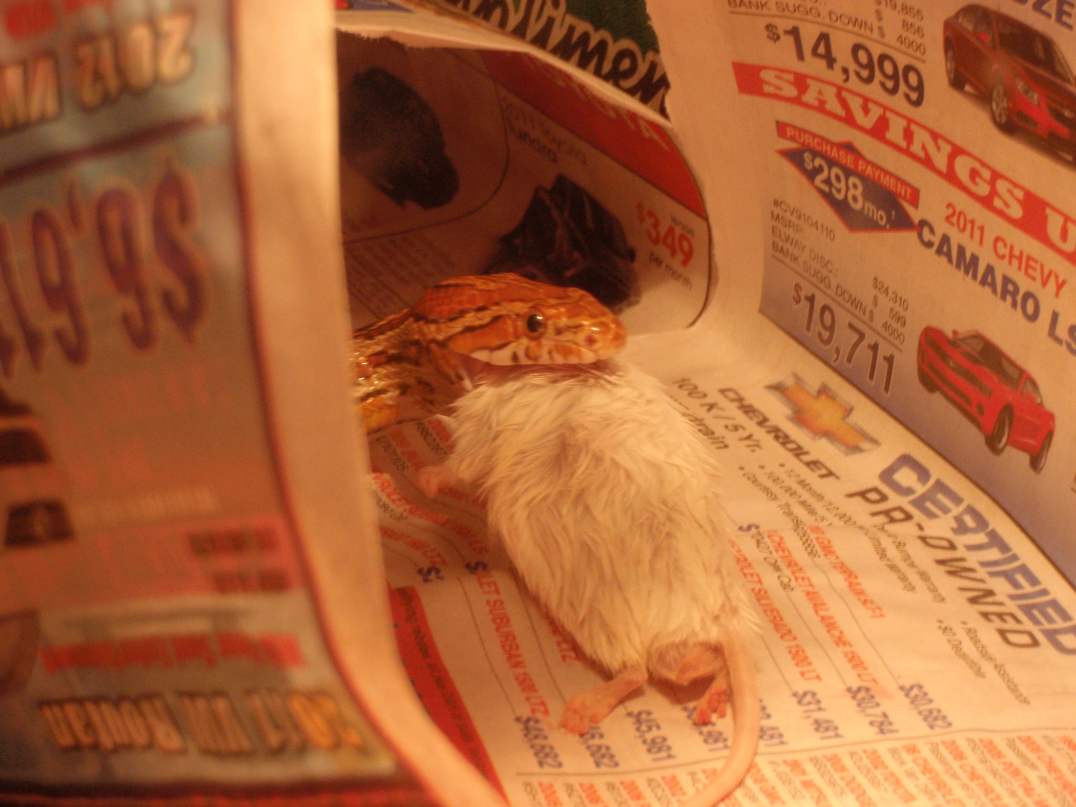 How to Feed a Corn Snake 3 Steps Instructables