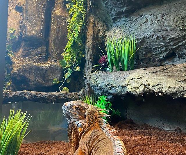 Iguana Enclosure