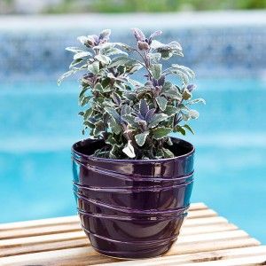 Plant Delivery Is a Unique Way of Expressing Your Intimate Thoughts