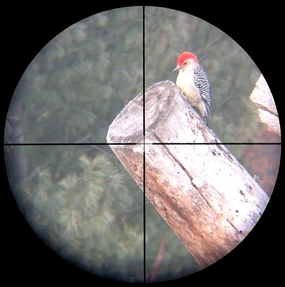Computer-assisted Digiscoping. : 4 Steps (with Pictures) - Instructables