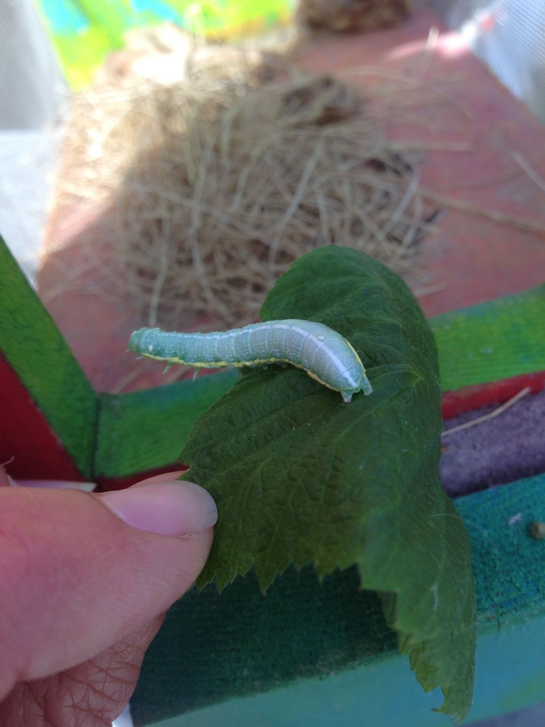 Bug House for Kids : 8 Steps (with Pictures) - Instructables