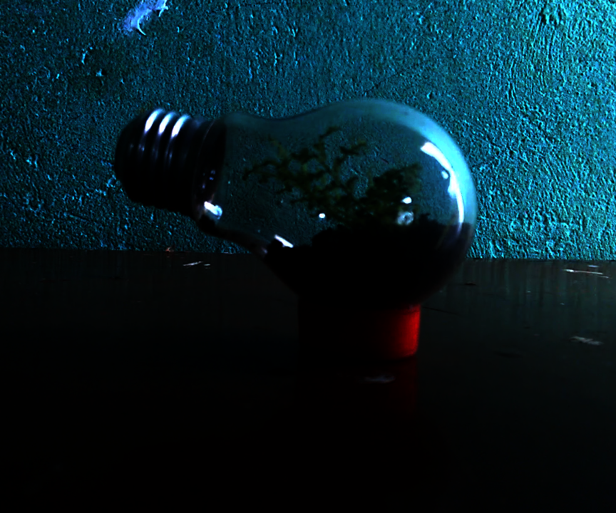 Garden Within a Lamp (terrarium in a Lamp)