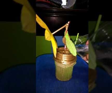 Making a Blooming Flower From Cardboard