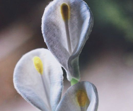 Cotton Disc Flowers That Look Real  