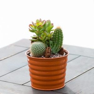 Plants Online Convenient Way of Buying Plants for Your Garden or Gifts to Love Ones