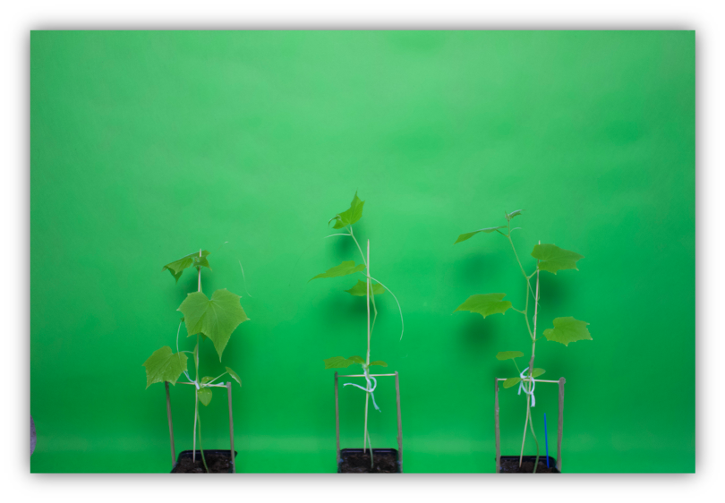 fluval nano plant 3.0 Buy Fluval Plant 4.0 LED for Fresh & Planted Aquariums Online - Your Local  Fish Store Vancouver