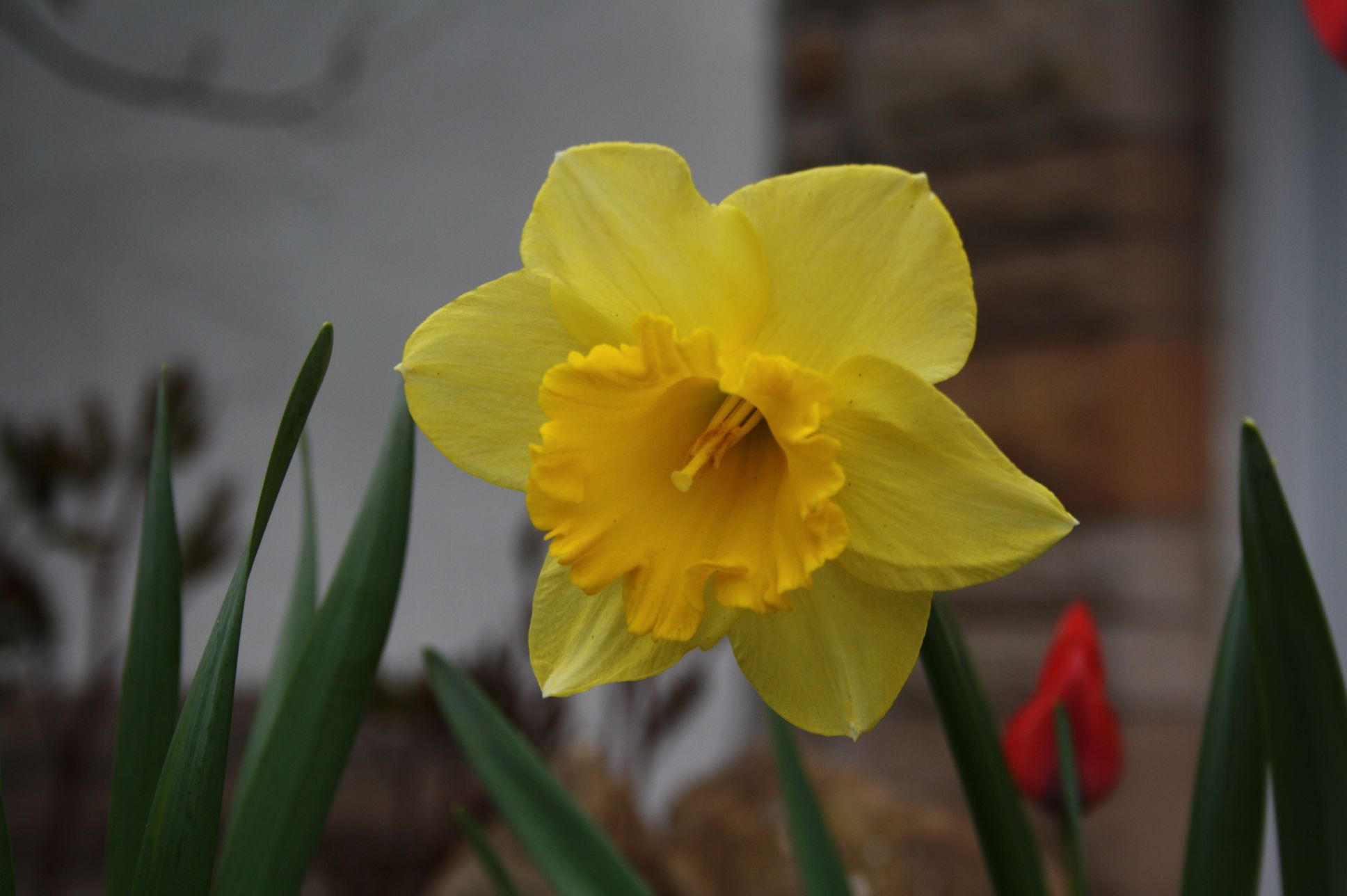 Some Pics of Spring Blooms & Winter Shots (with Pictures) Instructables