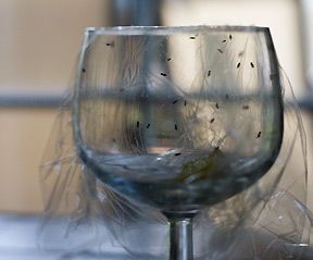 Quick and Easy Fruit Fly Trap