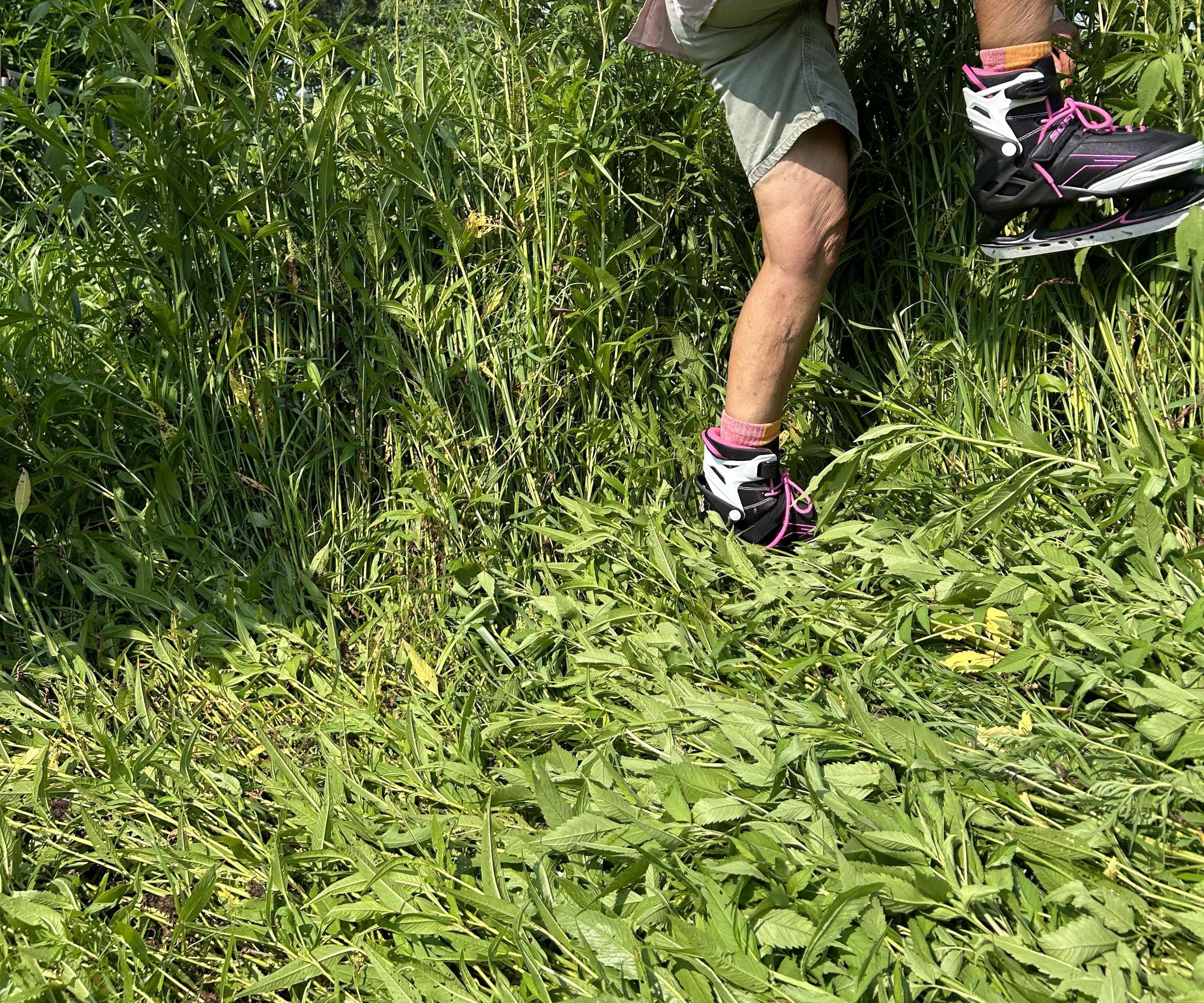 Easy No-Till Gardening Crimping Method