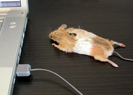 Is It Computer Mice Or Mouses: Unraveling the Mystery Today