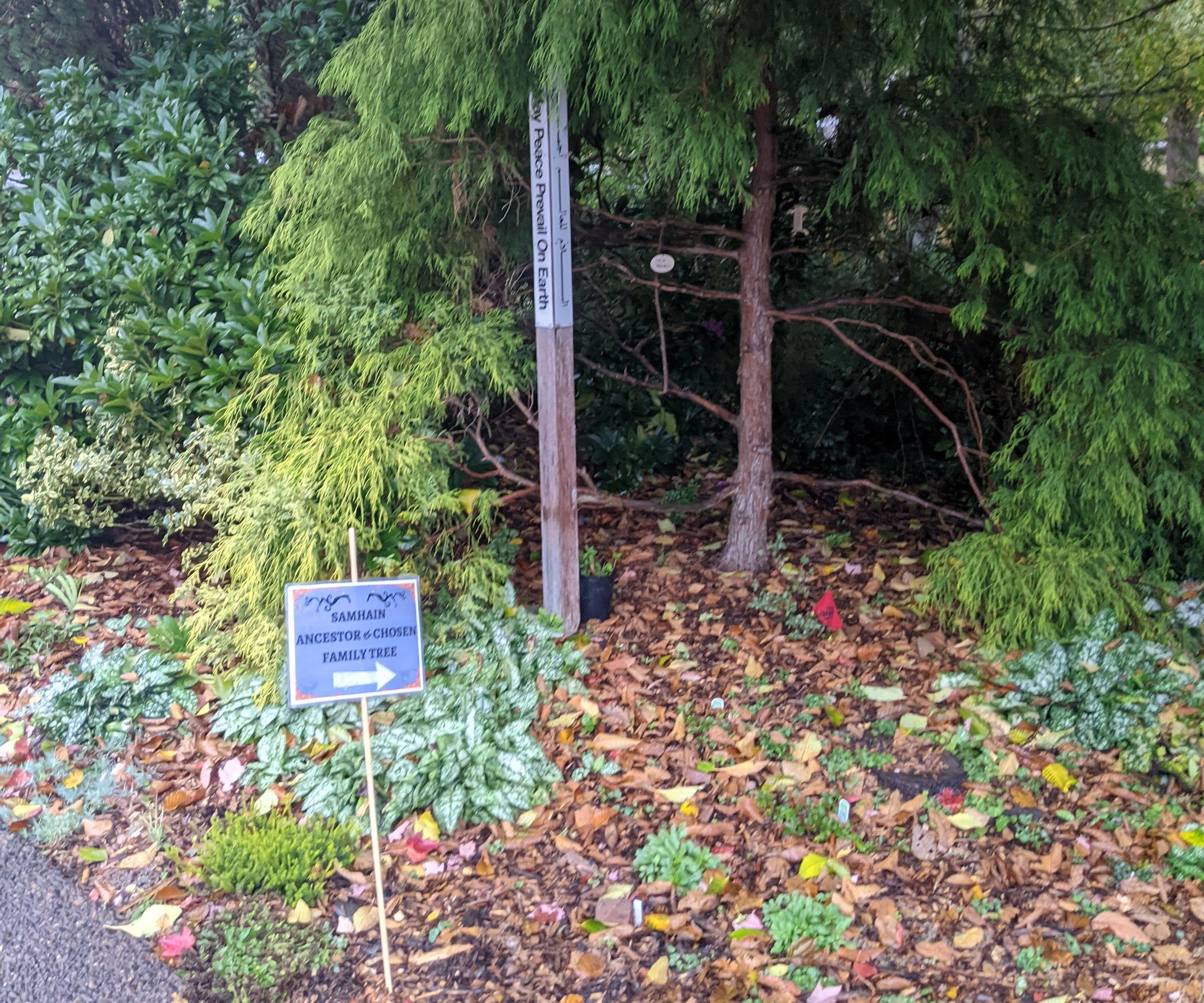 Ancestor & Chosen Family Tree