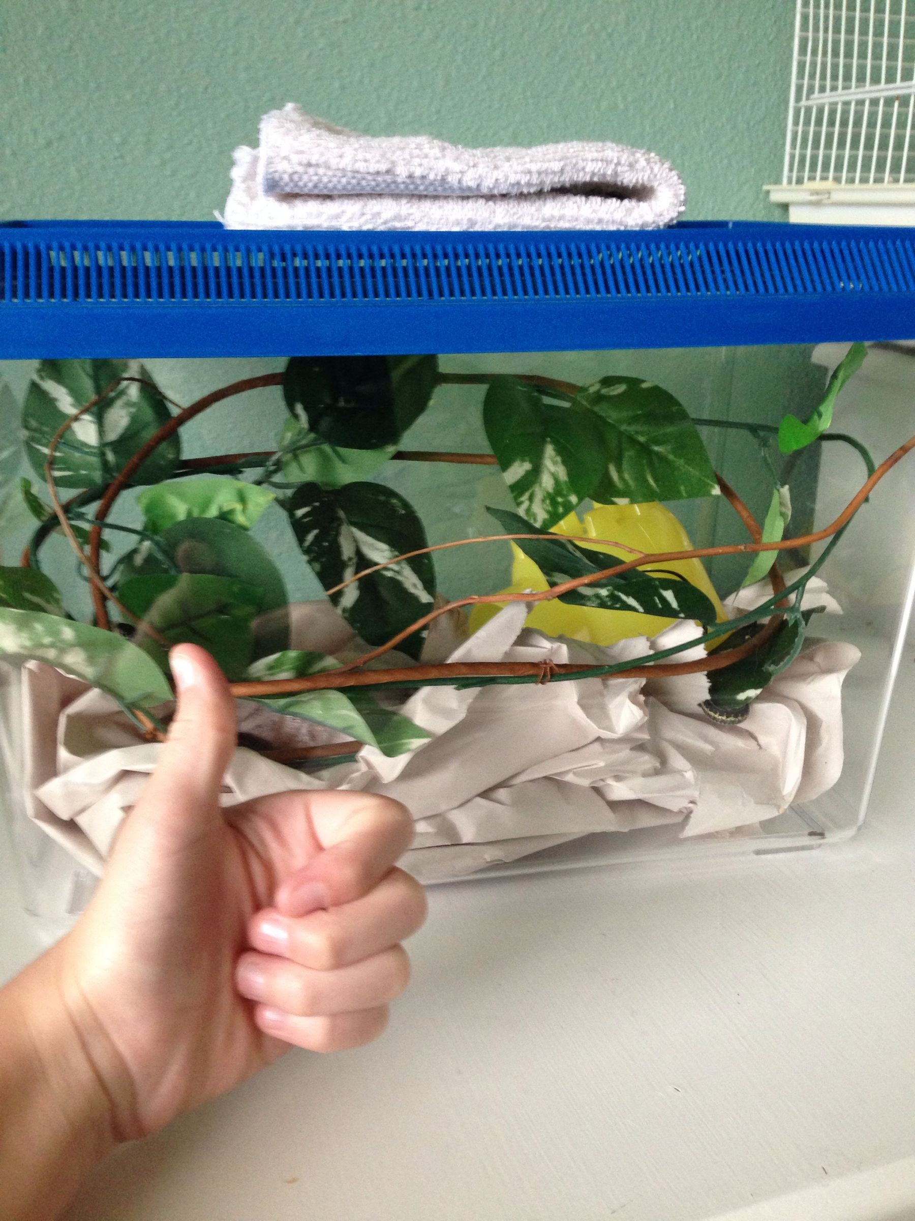 How to Take Care of Garter Snakes 3 Steps Instructables