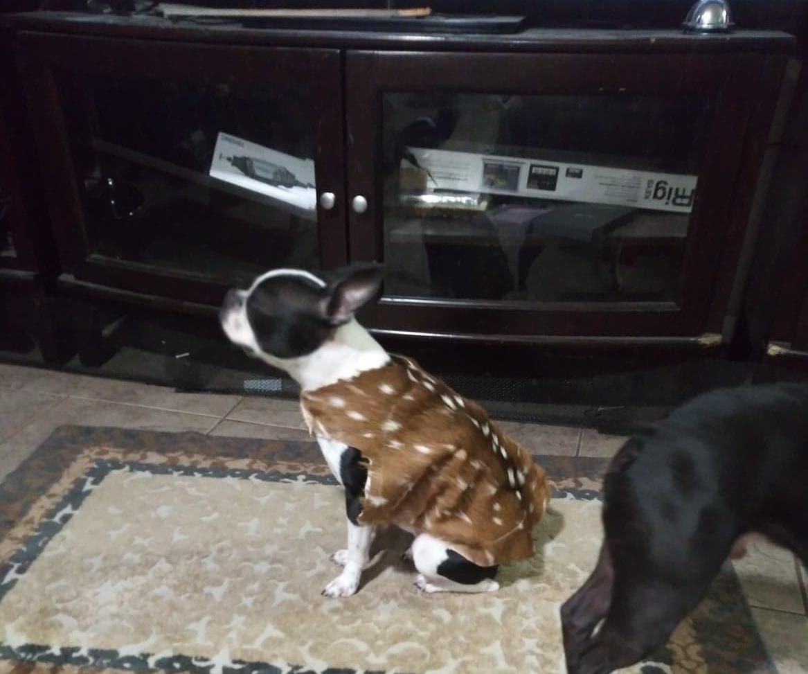 Axis Fur Dog Vest 7 Steps Instructables