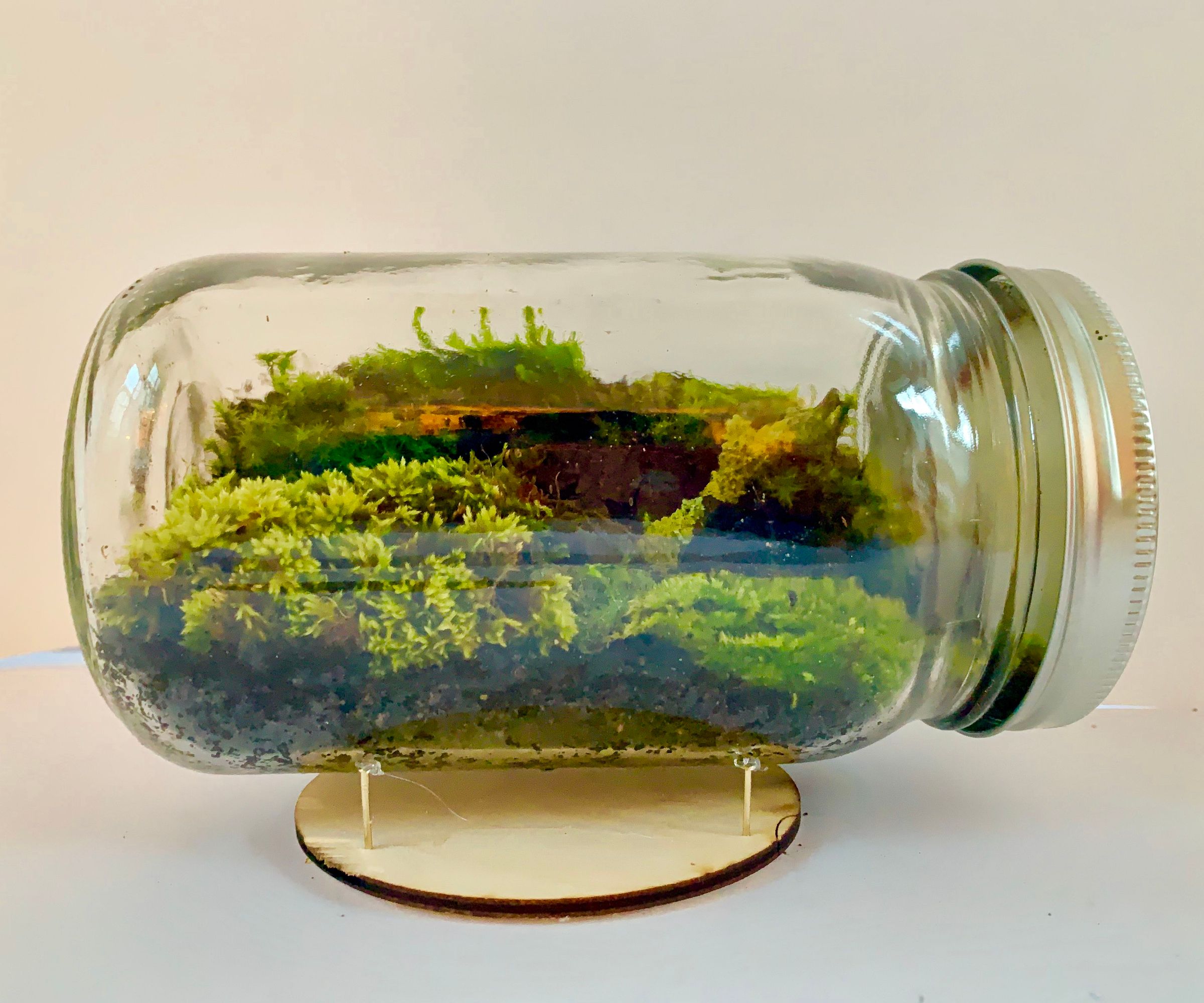 How to Build a Mason Jar Terrarium