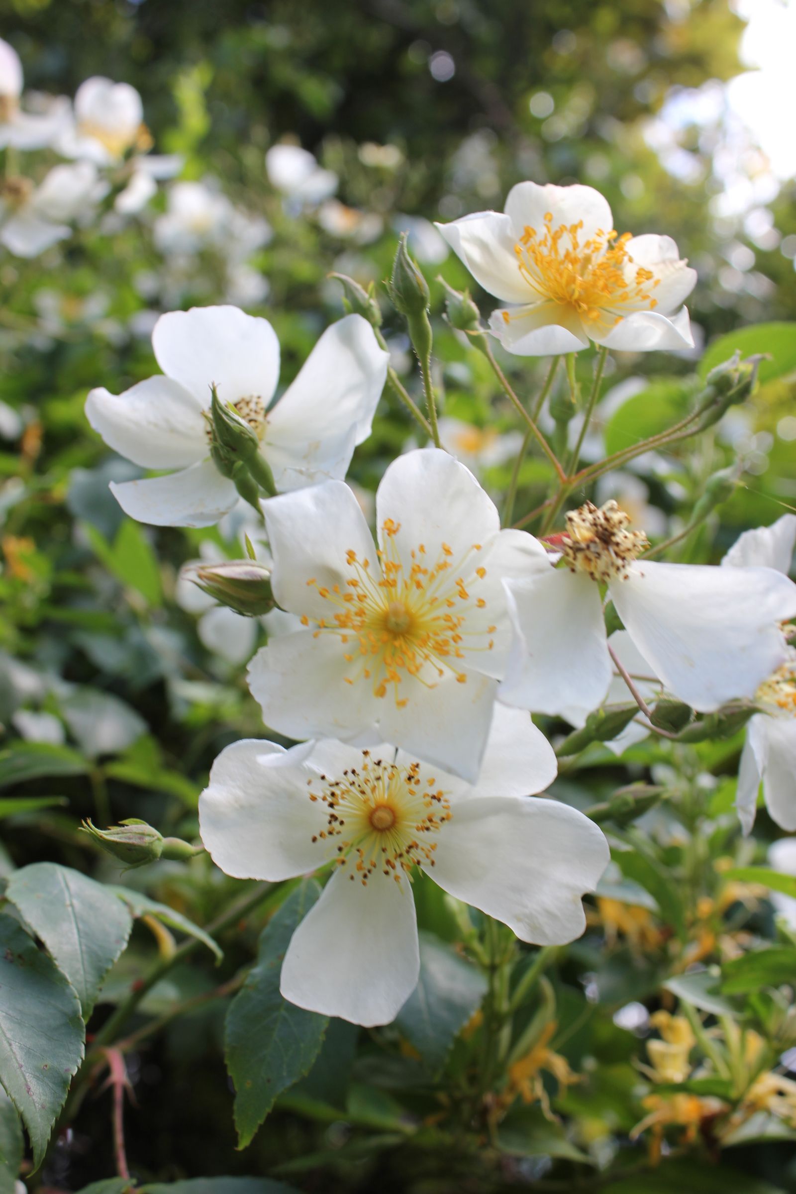 Cider and Roses - a Perfumed Rose Canopy - the Art and Beauty of Forest Gardening. Ma Vie En Roses.