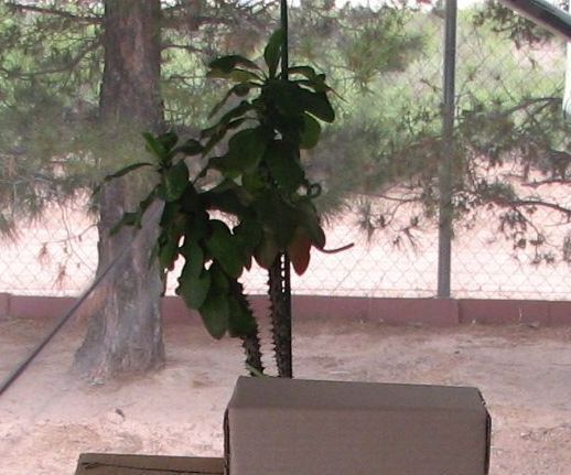 Compostable Cardboard Garden Blocks