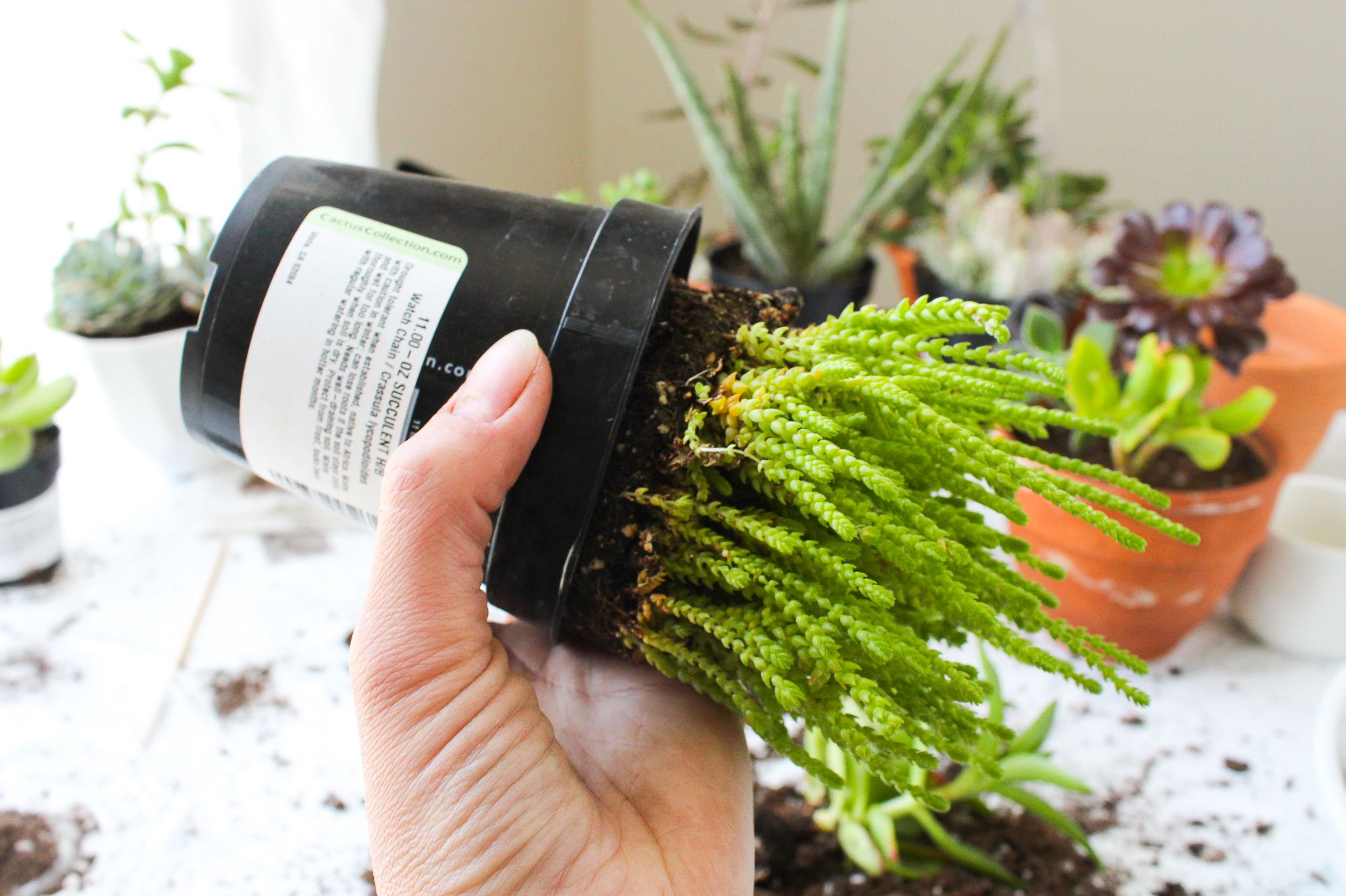 How to Remove a Plant From Its Pot Without Damaging the Roots