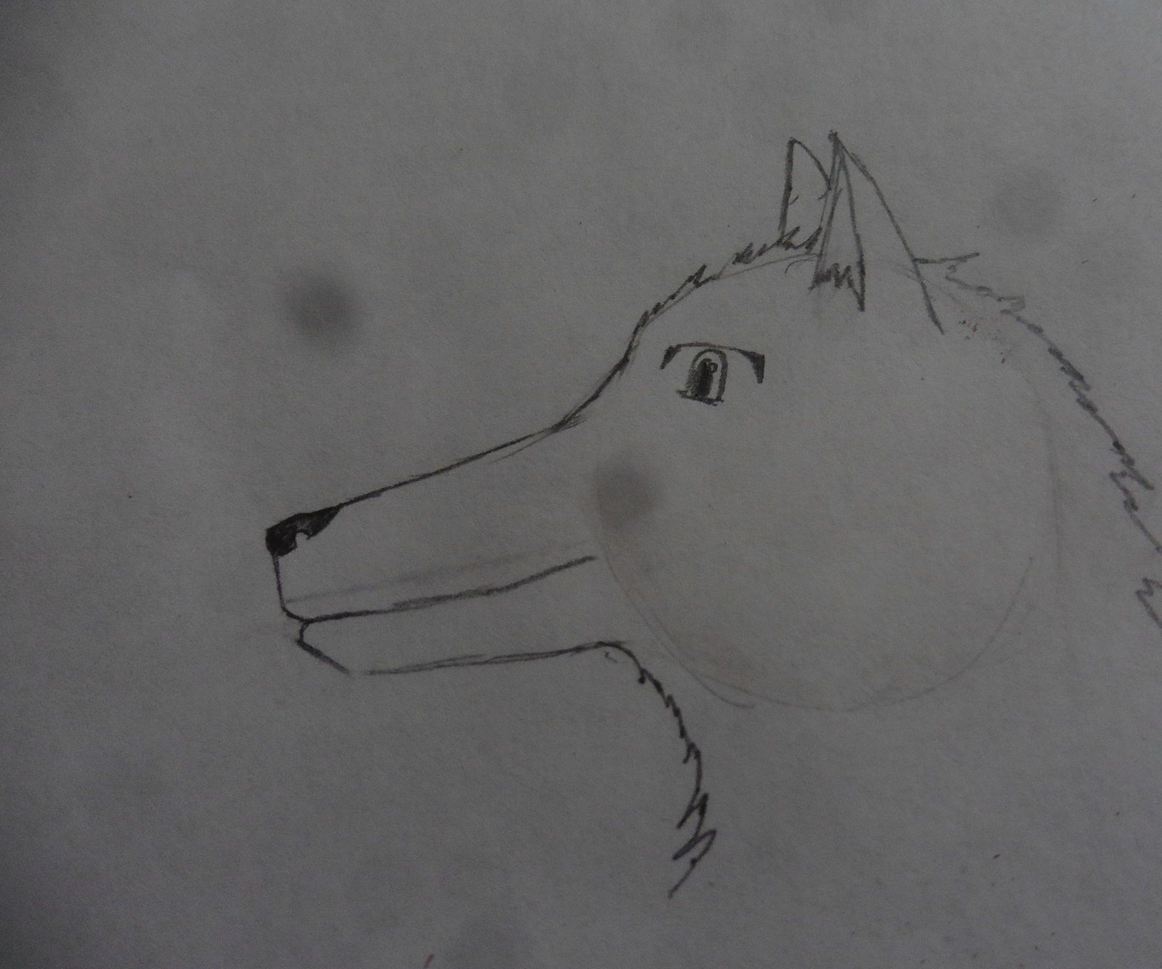 How to Draw a Wolf