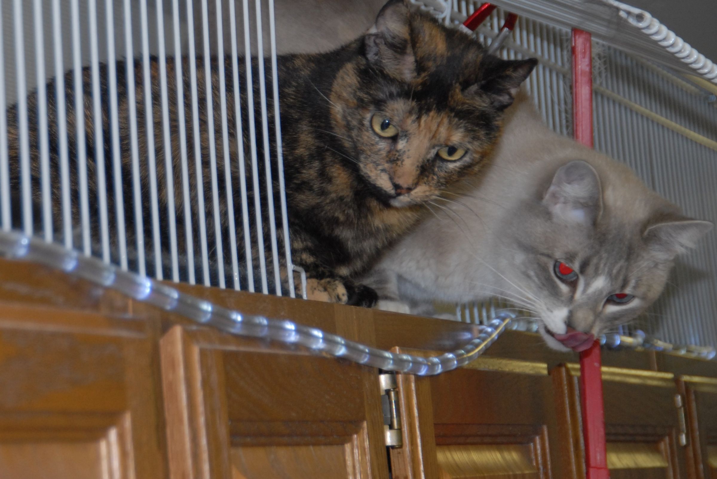 Cat Enclosure - Tunnel, Save Space ('CatWalk Is My Road' - AKahn)