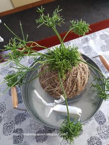 The Art of Kokedama Plants