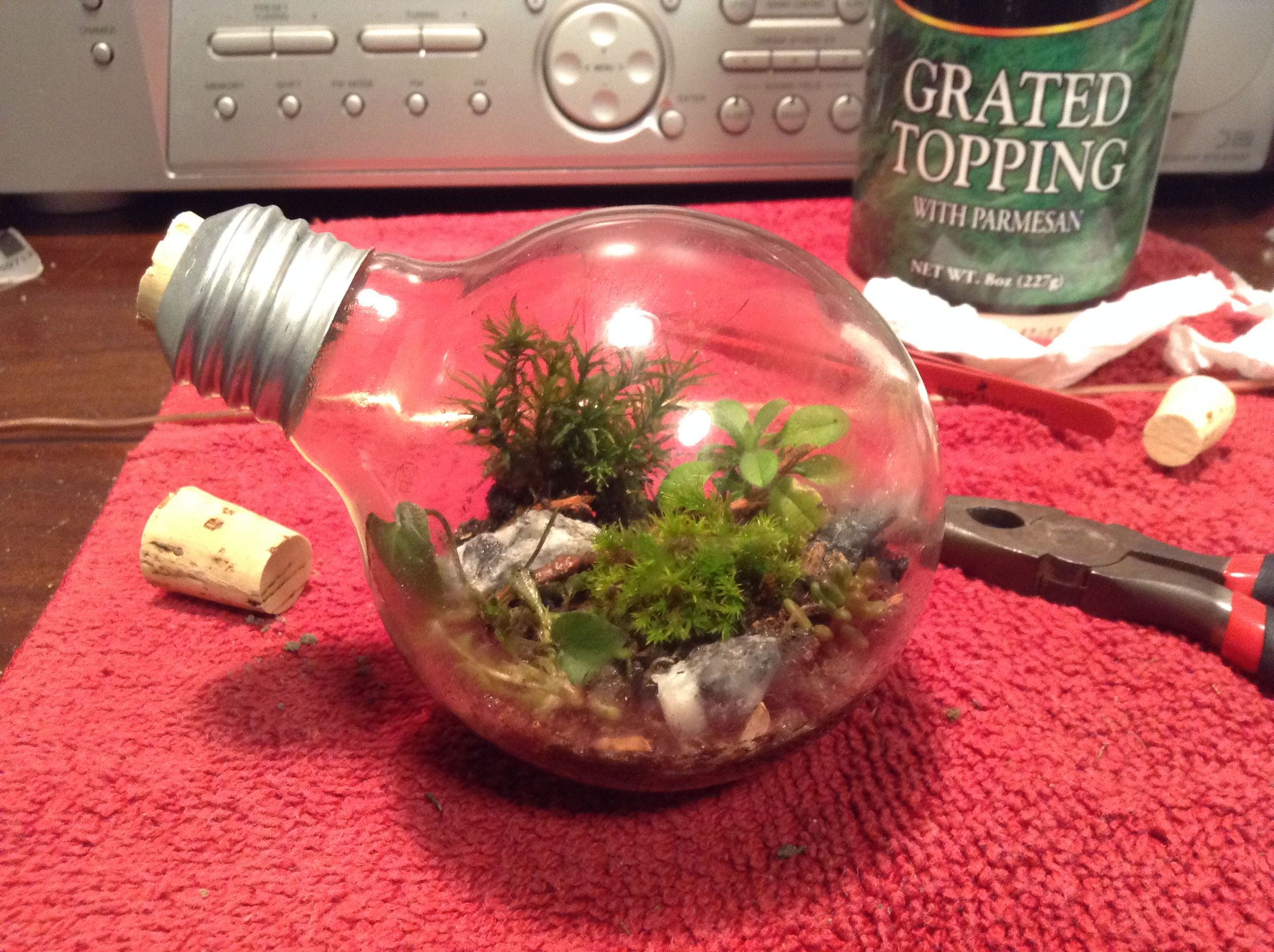 How to Make a Light Bulb Terrarium 6 Steps (with Pictures