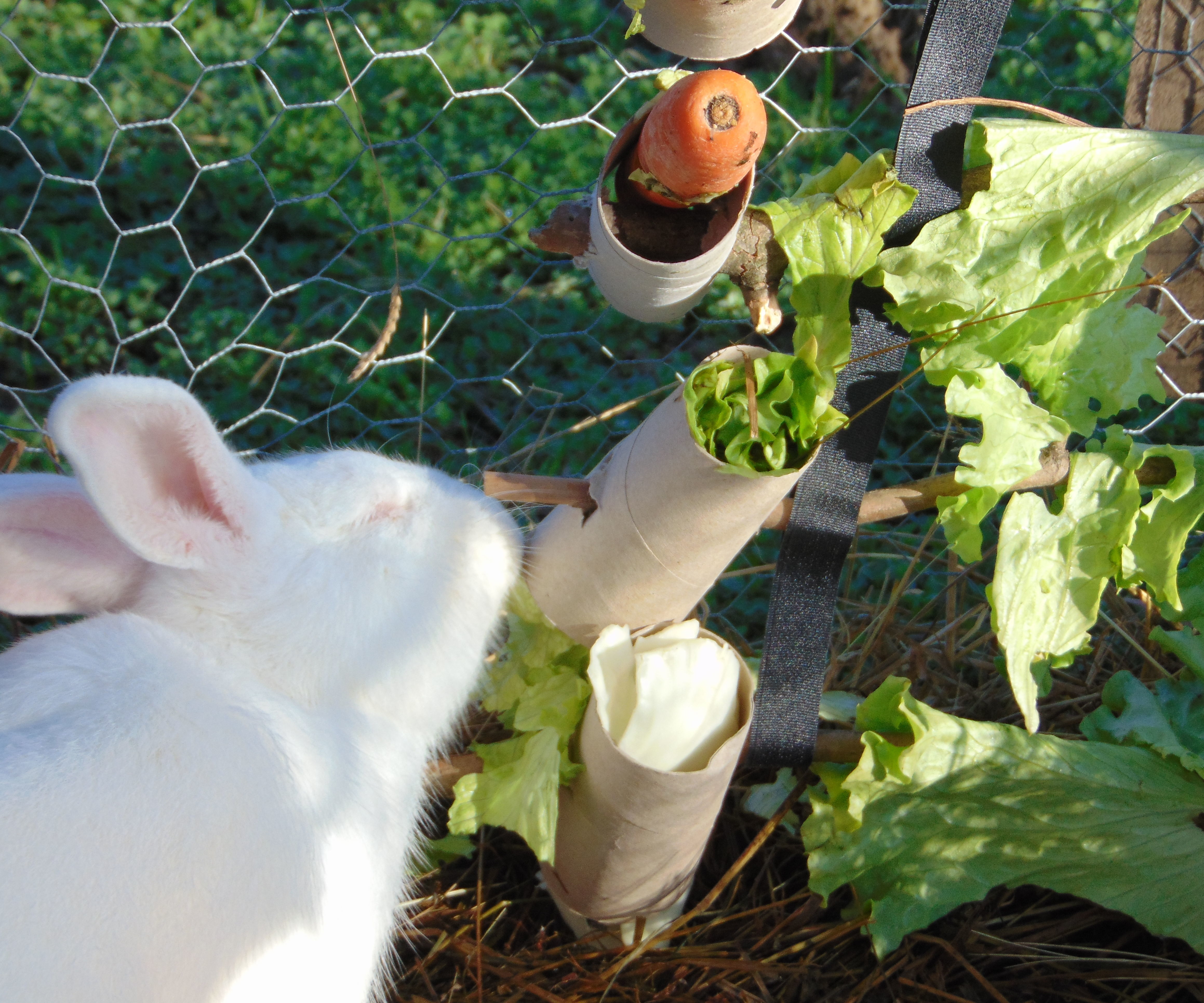 DIY Edible Christmas Tree - for Bunnies