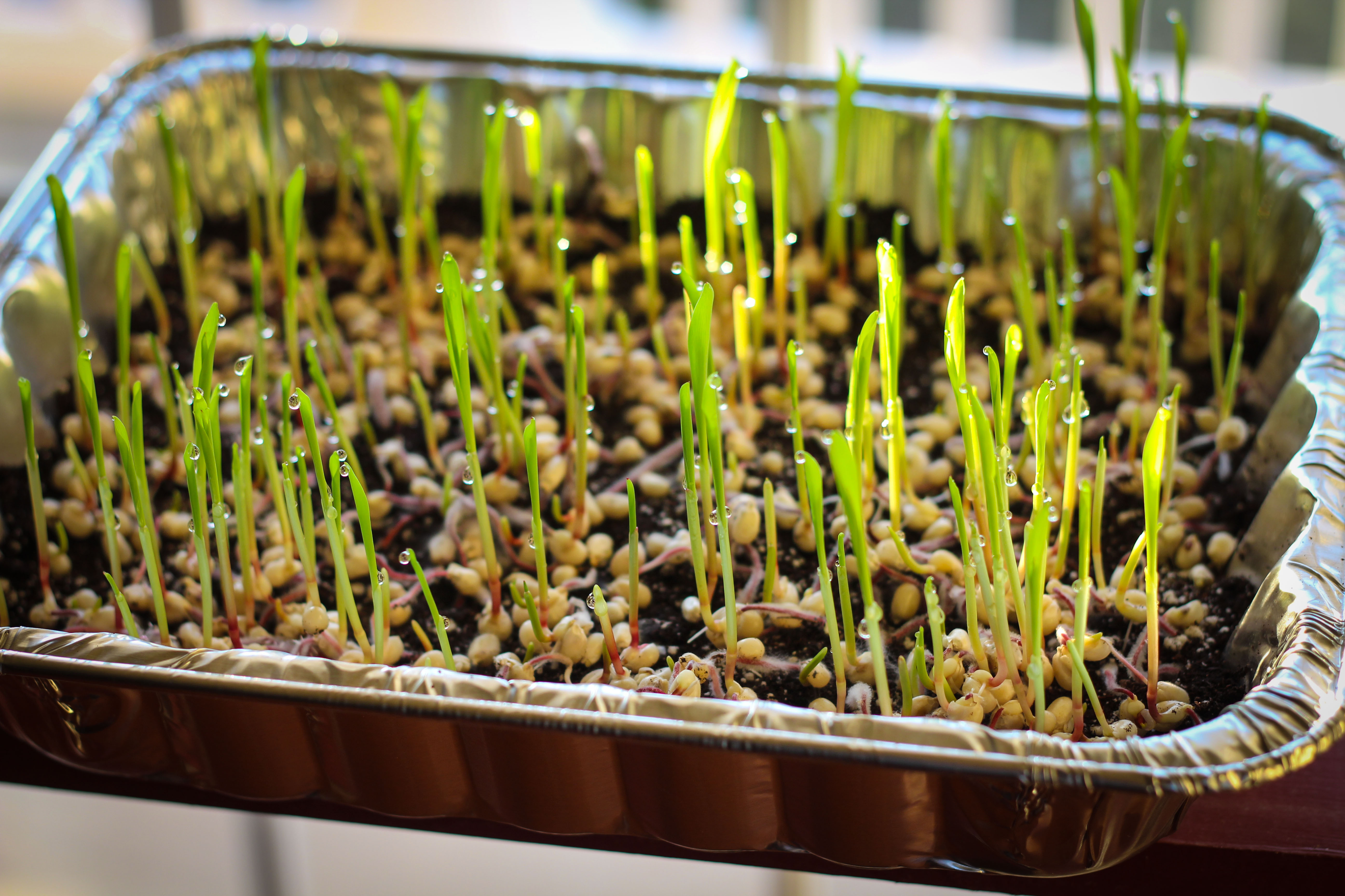 How to Grow Popcorn Shoots 9 Steps (with Pictures) Instructables